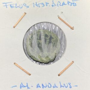 HISPANO ARABE ( AL ANDALUS ). FELUS. PESO 2,7 GR